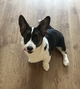 Welsh Corgi Cardigan kutsikad (6 foto / 6)