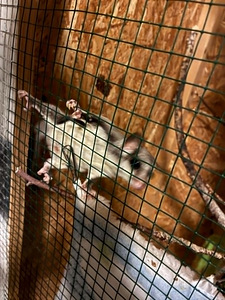 Сахарный поссум — sugar glider (2 фото из 2)