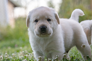 Labrador Retriever (8 foto no 10)