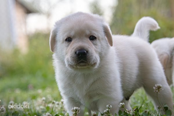 Labrador Retriever (foto #8)