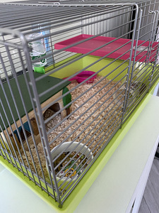 Hamster Robarovsky koos puuriga ja kõige vajalikuga (2 foto / 2)