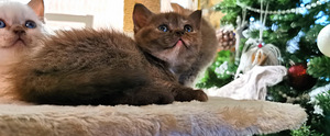 Котята (4 фото из 10)