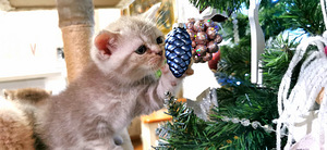 Котята (7 фото из 10)