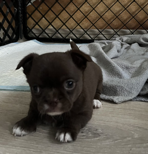 Chihuahua tüdruk (1 foto / 2)
