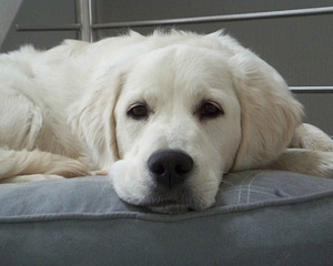 Kuldne retriiver (2 foto / 3)