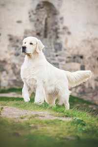 Kuldne retriiver (3 foto / 3)