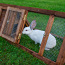 Деревянная клетка для кроликов, новая (фото #1)