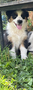 Austraalia lambakoer/ Australian Shepherd/ Aussie (6 foto / 9)