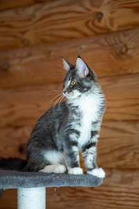 Maine Coon kassipojad (9 foto / 9)