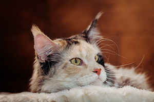 MAINE COON (2 foto / 4)