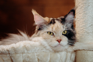 MAINE COON (4 foto / 4)