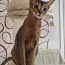 Abyssinian cat (foto #2)
