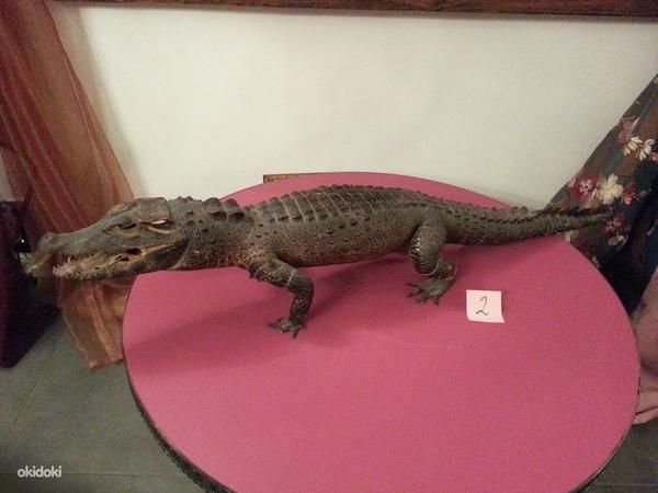 Коллекция чучел Крокодилов из 6 штук (фото #1)