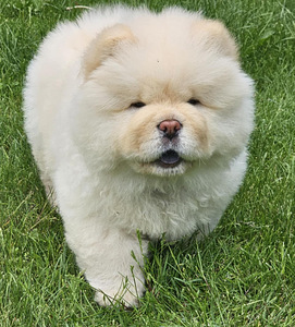 Chow Chow kutsikad