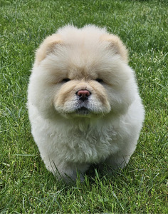 Chow Chow kutsikad