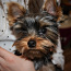 Продам щенка йоркширского терьера (фото #4)