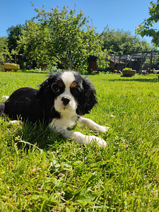 Cavalier King Charlz Spaniel (3 foto / 4)