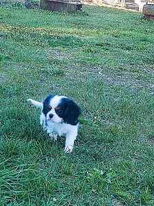 Kavalier King Charlz Spaniel (1 foto / 3)