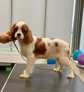 Cavalier King Charlz Spaniel (2 foto / 6)