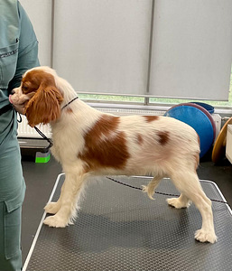 Cavalier King Charlz Spaniel (4 foto / 6)