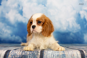 Cavalier King Charlz Spaniel (2 foto / 4)