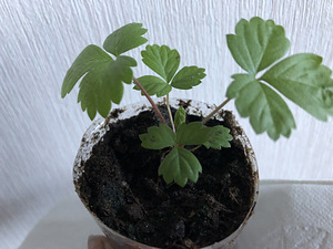 Саженцы клубники