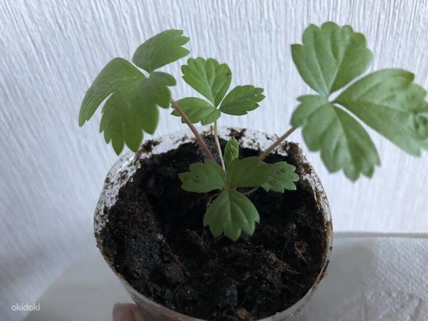 Саженцы клубники