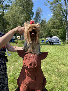 Yorkshire terrier pois (5 foto / 6)