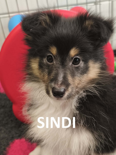 Shelti kutsikad