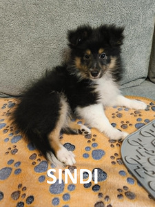 Shelti kutsikad (2 foto / 10)