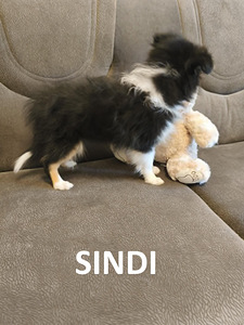 Shelti kutsikad (3 foto / 10)