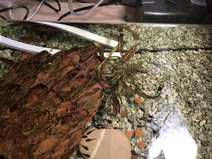 Продам молодых анциструсов (1 фото из 1)