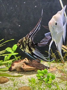 Müüa akvaarium