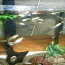 Akvaarium koos kaladega (foto #3)