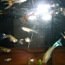 Akvaarium koos kaladega (foto #4)