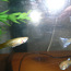 Akvaarium koos kaladega (foto #5)