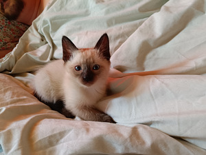 Тайские котята. (5 фото из 6)