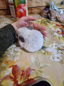 Шиншилла (1 фото из 1)