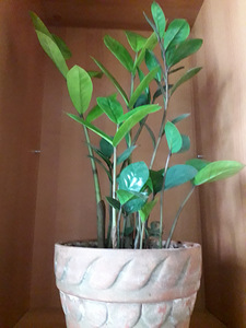 Kannike,yucca,hibiskus (8 foto / 8)