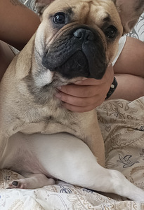 Annan ära 2 buldogi (1 foto / 1)