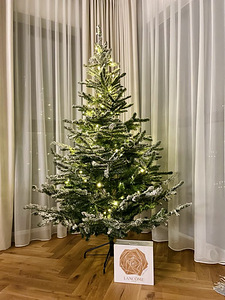 Jõulukuusk (2 foto / 2)