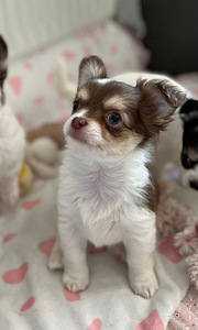 Pikakarvalised chihuahua kutsikad (1 foto / 8)