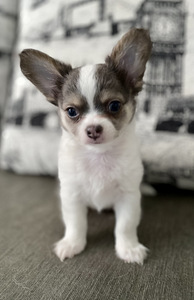 Pikakarvalised chihuahua kutsikad (5 foto / 8)