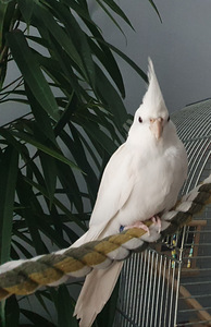 Корелла альбинос