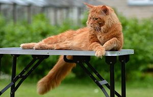 Maine Coon (5 foto / 6)