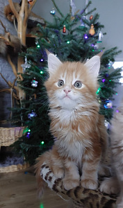 Maine Coon (4 foto / 6)