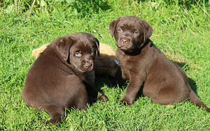 Labradoru kucēni (1 foto no 3)