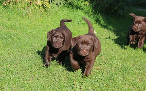 Labradoru kucēni (2 foto no 3)