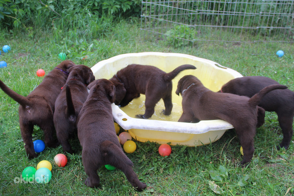 Labradora kucēni (foto #3)