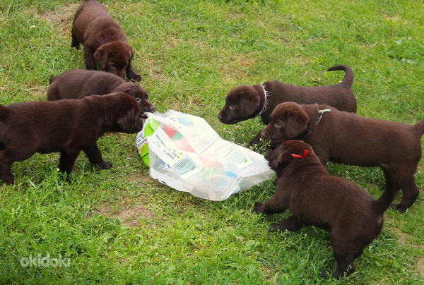 Labradora kucēni (foto #5)